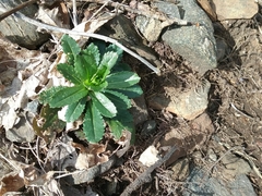 Micranthes micranthidifolia