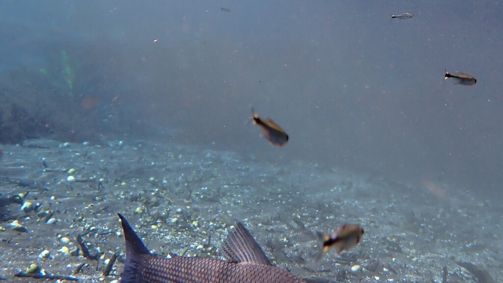 Flagtail Tetra
