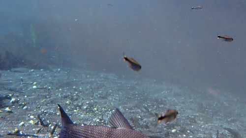 Flagtail Tetra