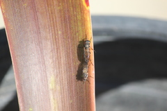 Ozodiceromyia nigrimana