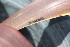Ozodiceromyia nigrimana