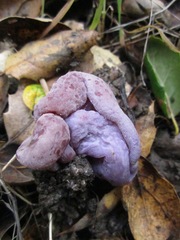 Peziza ellipsospora