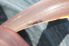 Ozodiceromyia nigrimana