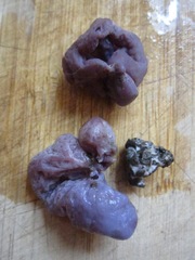 Peziza ellipsospora