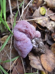 Peziza ellipsospora