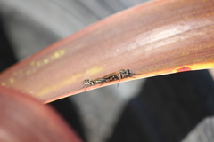 Ozodiceromyia nigrimana