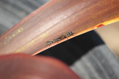 Ozodiceromyia nigrimana