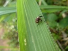 Curculionoidea
