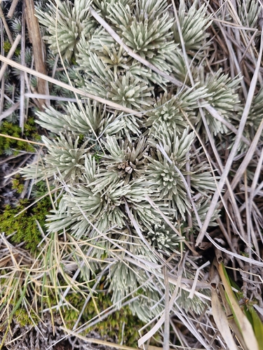 Celmisia sessiliflora, photograph 2