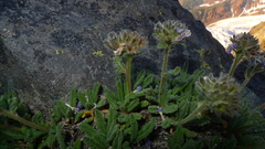 Polemonium elegans