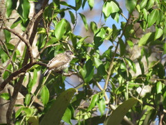 Picumnus albosquamatus