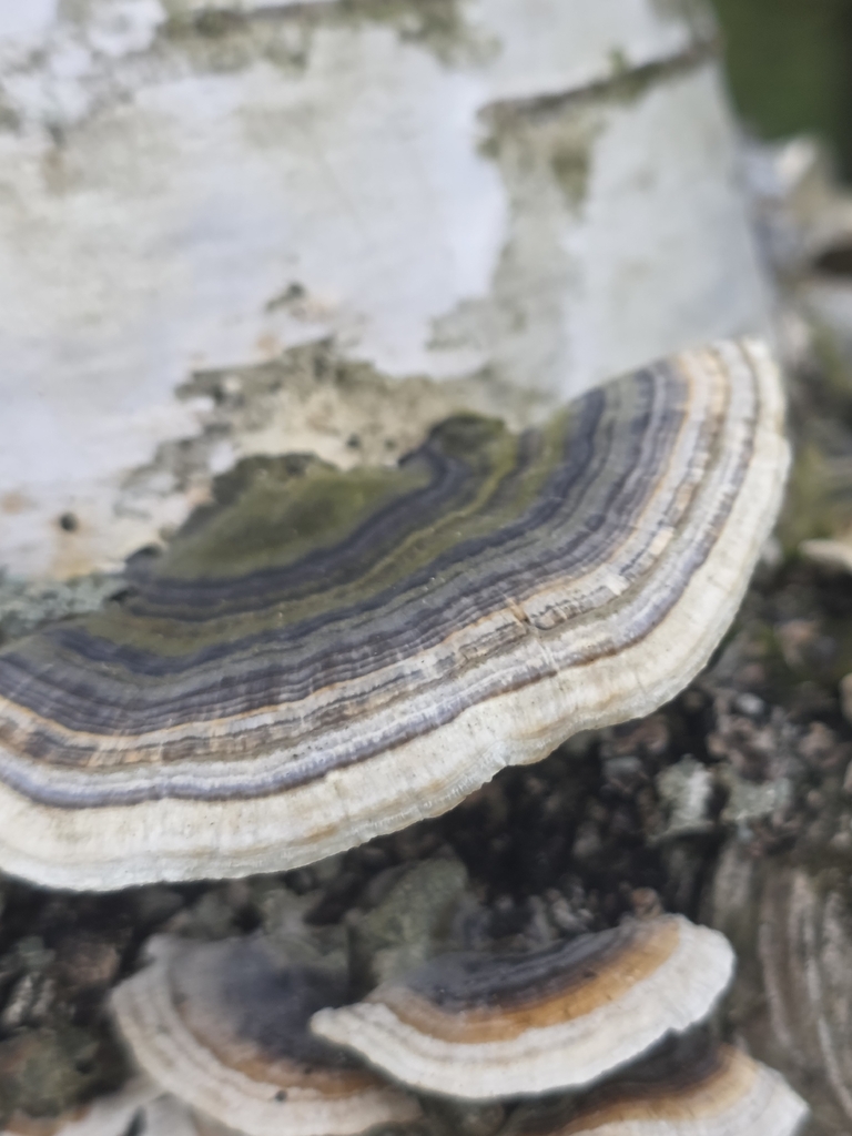 Trametes versicolor · April 2026 · photo: © tsunami--- (iNaturalist, cc-by)