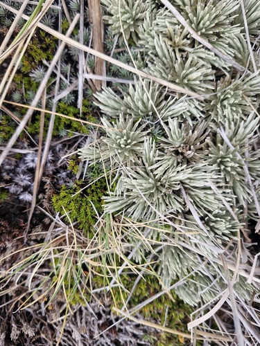 Celmisia sessiliflora, photograph 3