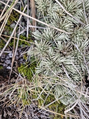 Celmisia sessiliflora, photograph (c) Irisa Hudson, some rights reserved (CC BY)