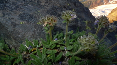 Polemonium elegans