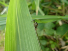 Curculionoidea