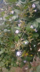 Duranta mutisii