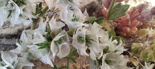 Paronychia capitata