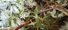Paronychia capitata, photograph (c) Santiago Martín-Bravo, some rights reserved (CC BY)