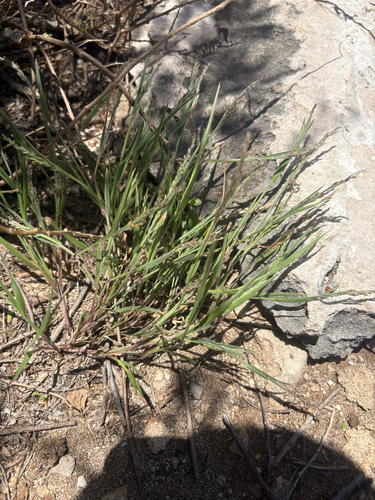 Panicum fauriei observed 2026-04-26