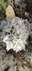 Paronychia capitata, photograph (c) Santiago Martín-Bravo, some rights reserved (CC BY)