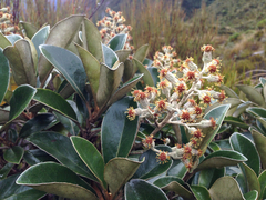 Brachyglottis elaeagnifolia