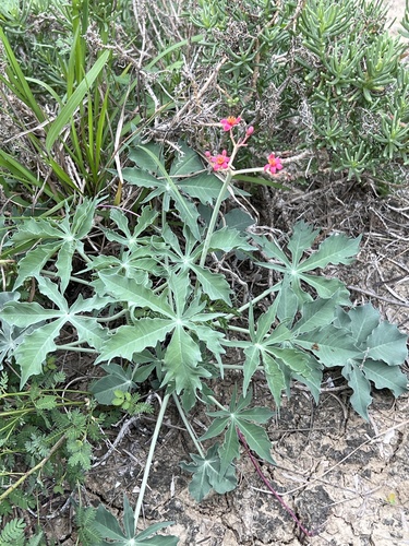 Jatropha cathartica Teran & Berland.