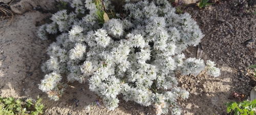 Paronychia capitata, photograph 3