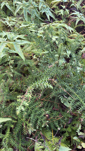 Araucaria cunninghamii observed 2026-04-27