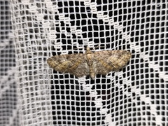 Eupithecia abbreviata