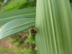 Curculionoidea