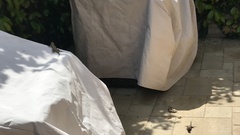 Sceloporus occidentalis