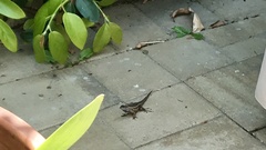 Sceloporus occidentalis