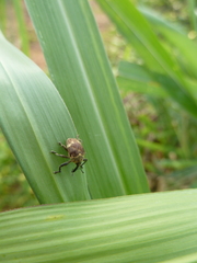 Curculionoidea