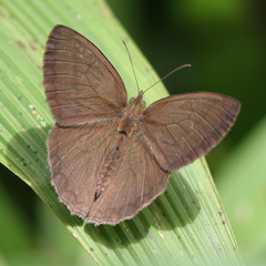 Capronnieria galesus