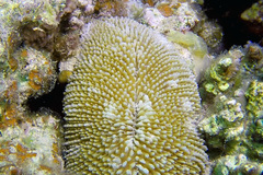 Ctenactis crassa