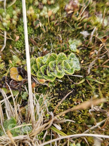 Ourisia glandulosa, photograph 1