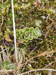 Ourisia glandulosa