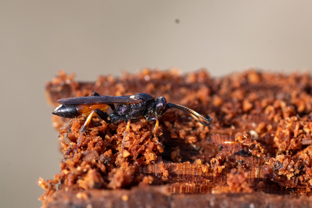 Ichneumon from 8420 Knebel, Denmark on March 19, 2020 at 0517 PM by