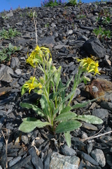 Senecio elmeri