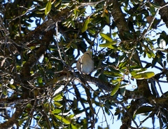 Sitta carolinensis