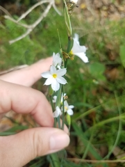 Sisyrinchium albidum