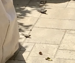 Sceloporus occidentalis