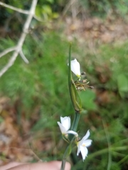 Sisyrinchium albidum