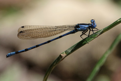 Argia elongata