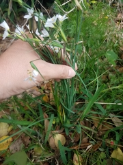 Sisyrinchium albidum