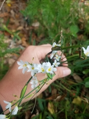 Sisyrinchium albidum