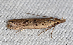 Dichomeris punctipennella