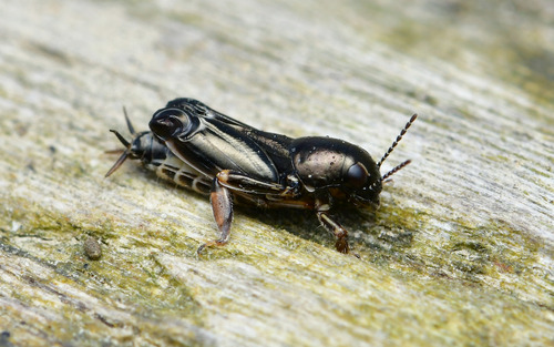 Pfaendler's Molehopper