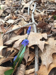 Scilla siberica